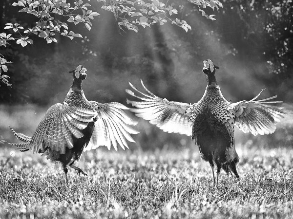 J1S2I17